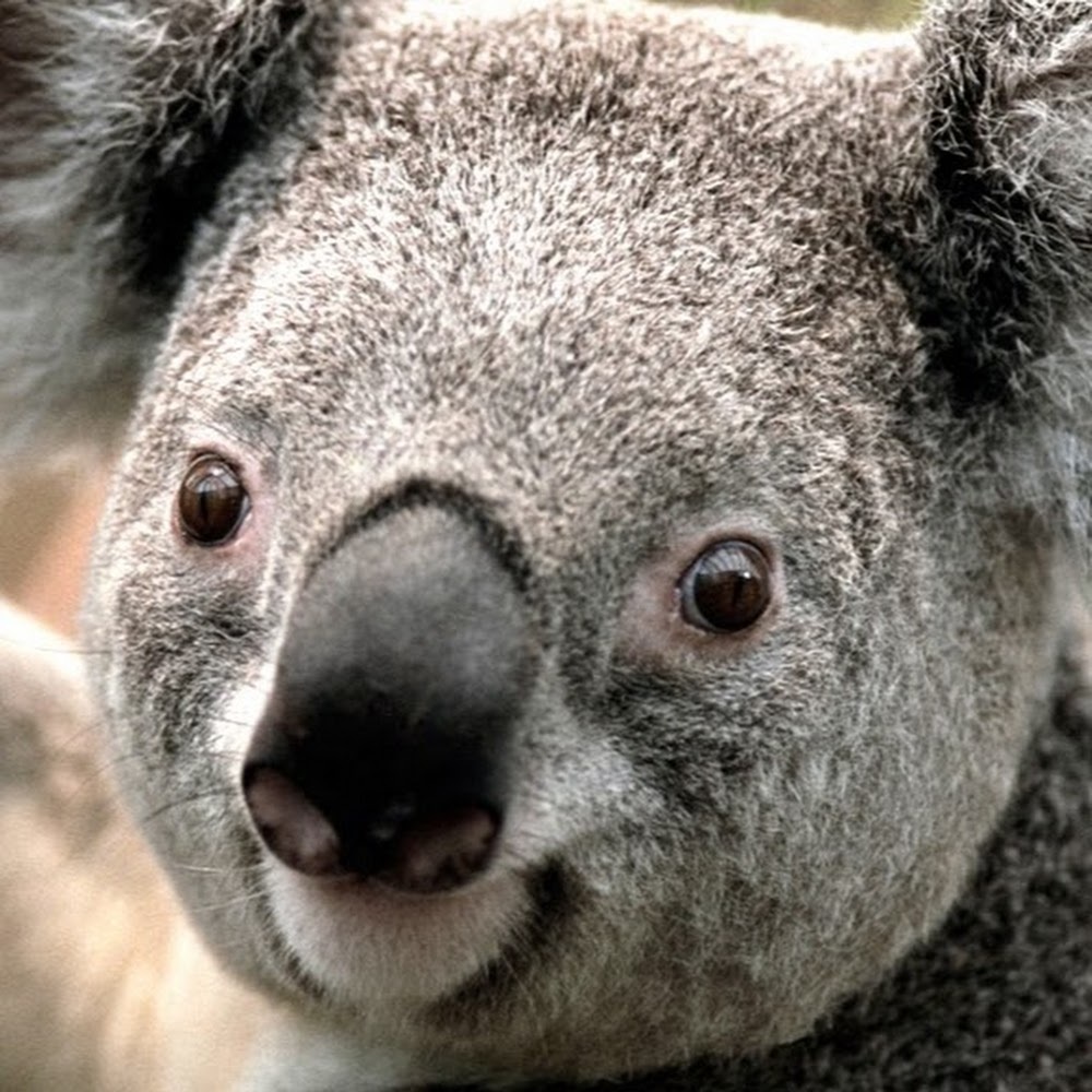 Meet your Posher, Animal